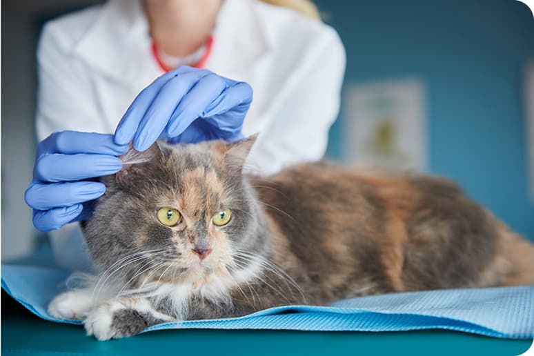 Veterinary care for a cat